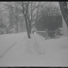 Trees and street in snow