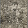 Picking cotton, Lauderdale County, Mississippi