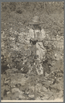 Picking cotton, Lauderdale County, Mississippi