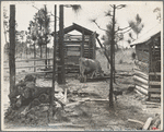 Cow barn and outhouses on sharecropper's farm, Lauderdale County, Mississippi