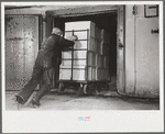 Packing eggs in cold storage warehouse, Jersey City, New Jersey