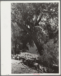 Sheep watering at Madison River, Montana