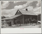 Resettled farmer with barn and team obtained through FSA (Farm Security Administration), Fairfield Bench Farms, Montana