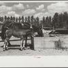 Mare and colt at trough, Fairfield Bench Farms, Montana