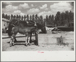 Mare and colt at trough, Fairfield Bench Farms, Montana