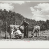Veterinarian examining cows, Fairfield Bench Farms, Montana