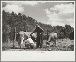 Veterinarian examining cows, Fairfield Bench Farms, Montana