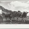 Veterinarian with resettled farmer's cows, Fairfield Bench Farms, Montana
