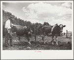Veterinarian with resettled farmer's cows, Fairfield Bench Farms, Montana