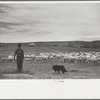 Sheepherder and flock, Rosebud County, Montana