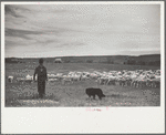 Sheepherder and flock, Rosebud County, Montana