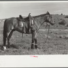 Hobbled horse, Quarter Circle U Ranch, Big Horn County, Montana