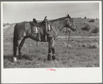 Hobbled horse, Quarter Circle U Ranch, Big Horn County, Montana