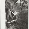 Putting hobble on horse, Quarter Circle U Ranch, Big Horn County, Montana