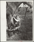 Putting hobble on horse, Quarter Circle U Ranch, Big Horn County, Montana