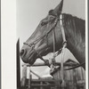 Hackamore on horse, Quarter Circle U Ranch, Big Horn County, Montana
