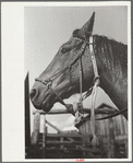 Hackamore on horse, Quarter Circle U Ranch, Big Horn County, Montana