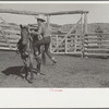 Cowboy mounting horse, Quarter Circle U Ranch, Big Horn County, Montana