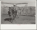 Cowboy mounting horse, Quarter Circle U Ranch, Big Horn County, Montana