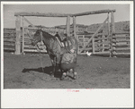 Saddling a horse, Quarter Circle U Ranch, Big Horn County, Montana