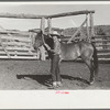 Horse about to be saddled, Quarter Circle U Ranch, Big Horn County, Montana