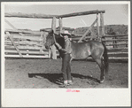 Horse about to be saddled, Quarter Circle U Ranch, Big Horn County, Montana