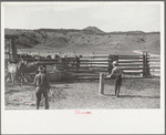 Using the snubbing post, Quarter Circle U Ranch, Big Horn County, Montana