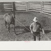 Leading a roped horse, Quarter Circle U Ranch, Big Horn County, Montana