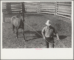 Leading a roped horse, Quarter Circle U Ranch, Big Horn County, Montana