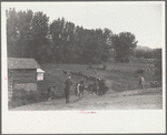 Driving the cavy to water, Quarter Circle U Ranch, Montana
