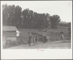 Driving the cavy to water, Quarter Circle U Ranch, Montana