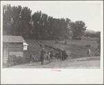 Driving the cavy to water, Quarter Circle U Ranch, Montana