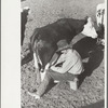 Milking in corral, Quarter Circle U Ranch, Big Horn County, Montana