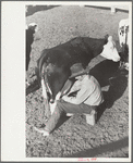 Milking in corral, Quarter Circle U Ranch, Big Horn County, Montana