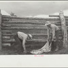 Throwing a hide on the fence, Quarter Circle U Ranch, Montana