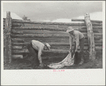 Throwing a hide on the fence, Quarter Circle U Ranch, Montana
