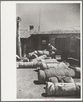 Bedrolls used in the roundup, Quarter Circle U Ranch, Big Horn County, Montana