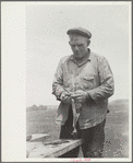 Sheepshearer cleans blade of his shears, Rosebud County, Montana