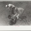 Branding calf, Quarter Circle U Ranch roundup, Montana