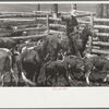 Roping a calf, Three Circle roundup, Custer National Park, Montana