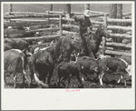 Roping a calf, Three Circle roundup, Custer National Park, Montana