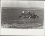 Farmers spreading poison grasshopper bait, Richland County, Montana
