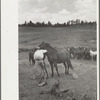 Saddling a horse at Three Circle roundup, Custer National Forest, Montana