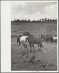 Saddling a horse at Three Circle roundup, Custer National Forest, Montana