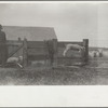 Counting sheep, Rosebud County, Montana