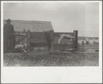 Counting sheep, Rosebud County, Montana