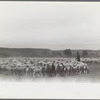 Sheep before shearing, Rosebud County, Montana