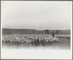 Sheep before shearing, Rosebud County, Montana