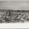 Counting sheep, Rosebud County, Montana