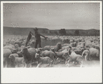 Counting sheep, Rosebud County, Montana